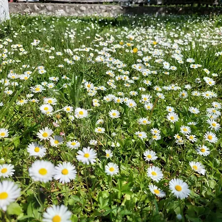 Vikendica Obradovic *