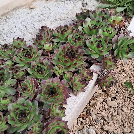 Holiday home Vikendica Obradovic