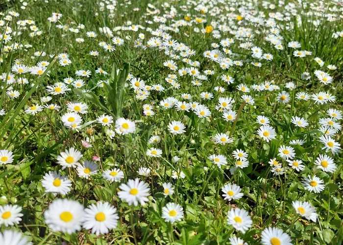 Vikendica Obradovic *