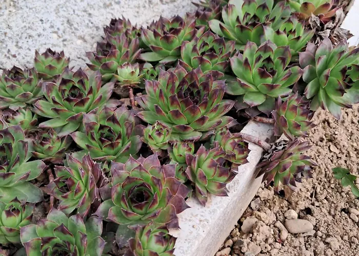 Feriehus Vikendica Obradovic